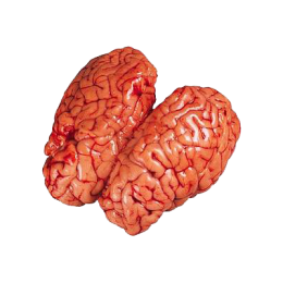 Cervelle de veau