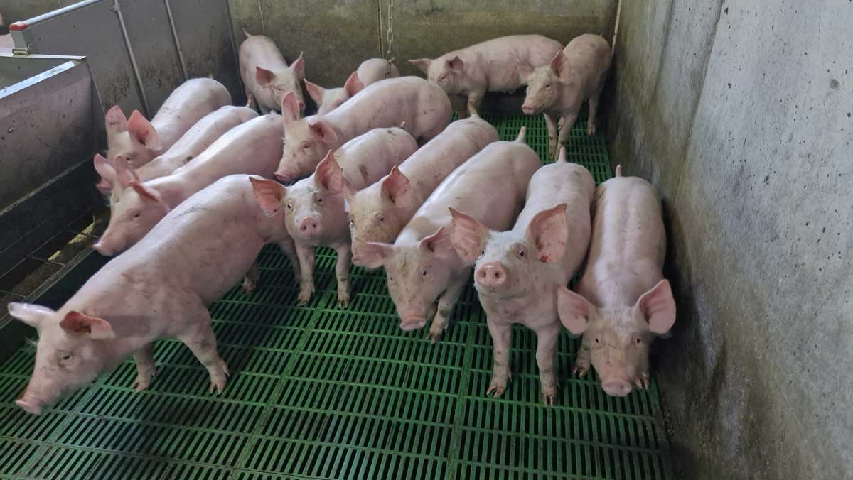 Cochons_3-min.jpg
