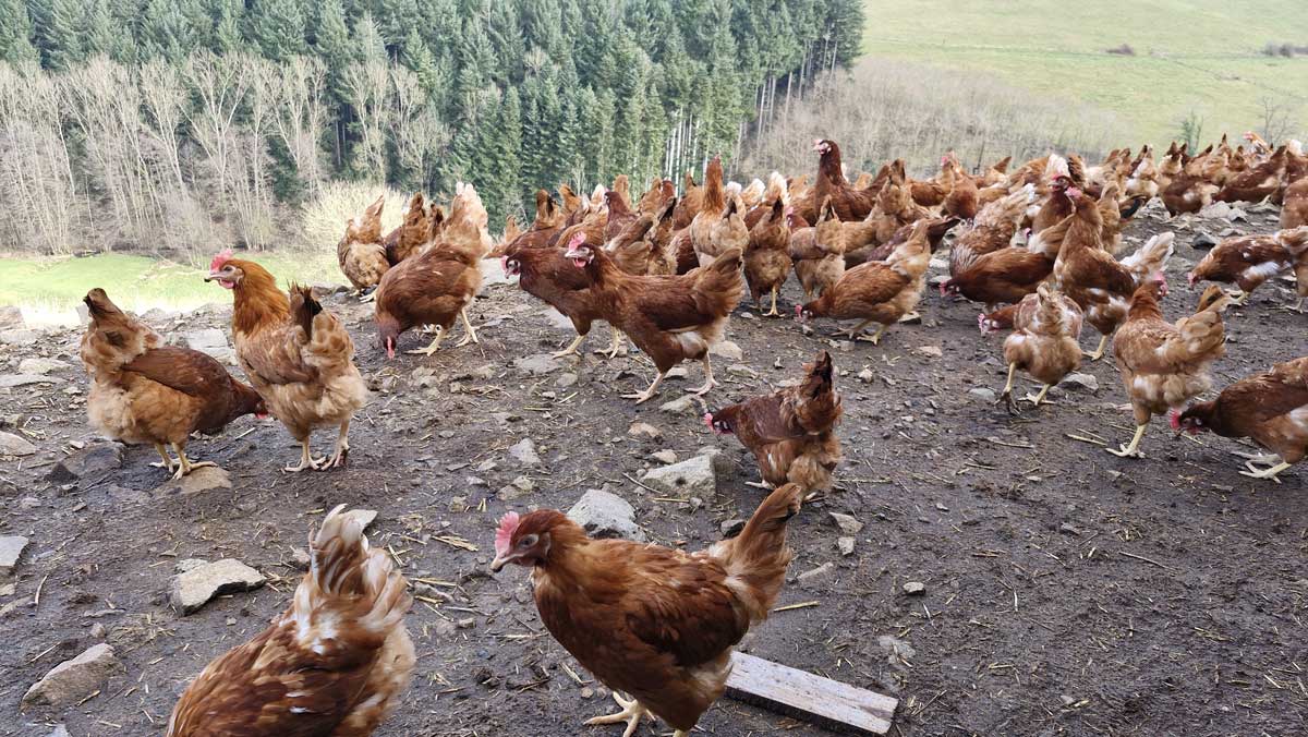 Poules_1-min.jpg