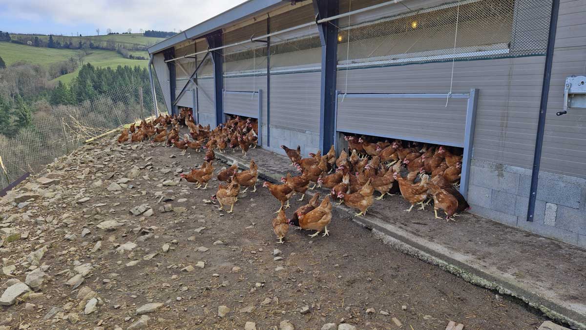 Poules_3-min.jpg